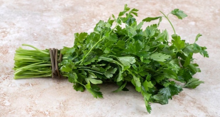 Benefits Coriander Leaves Water : धनिया के पत्तों का 