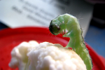 Brain Worm: 