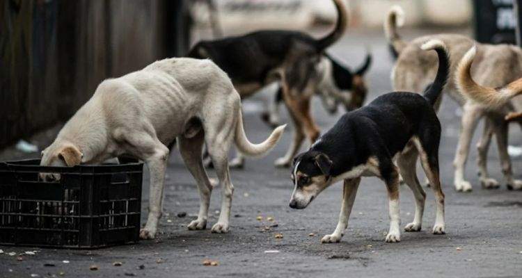 Supreme Court's big decision: Give lethal injection to dangerous dogs, 9 important instructions issued
