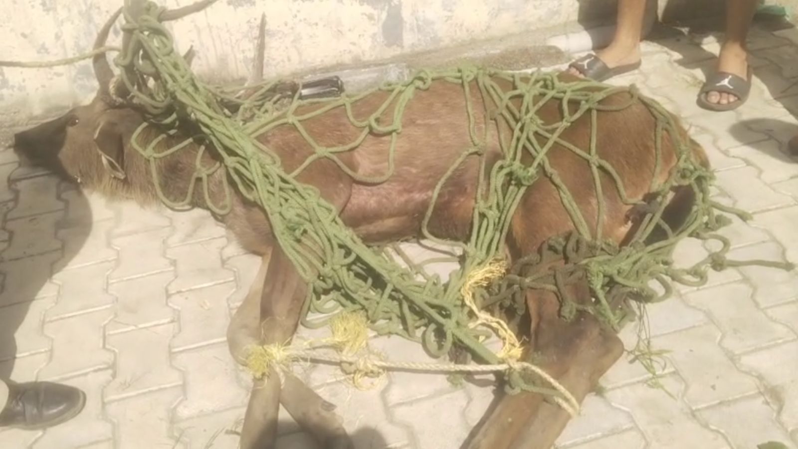 A wild animal has entered a village near Jalandhar