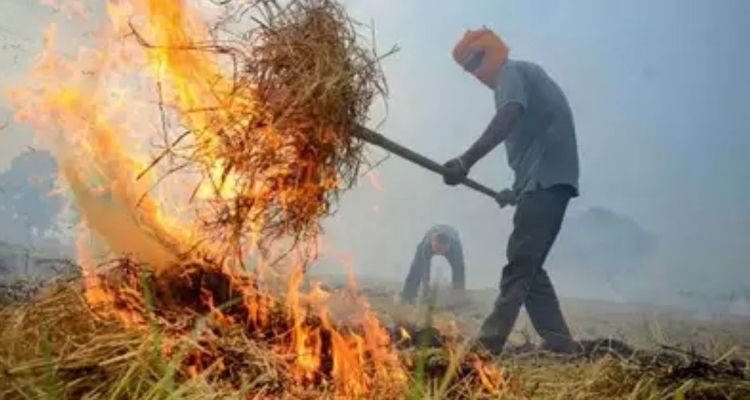Punjab sees surge in stubble burning cases,