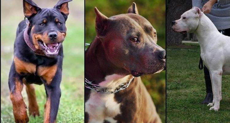 Chandigarh bans dangerous breed dogs, fines up to 10,000 for breaking rules