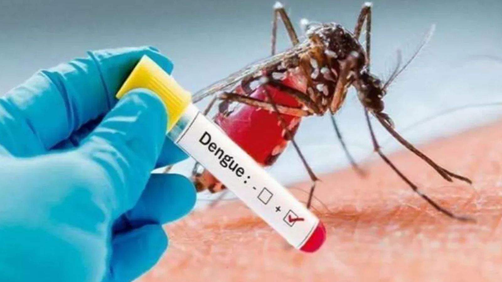The threat of dengue continues to grow in Punjab