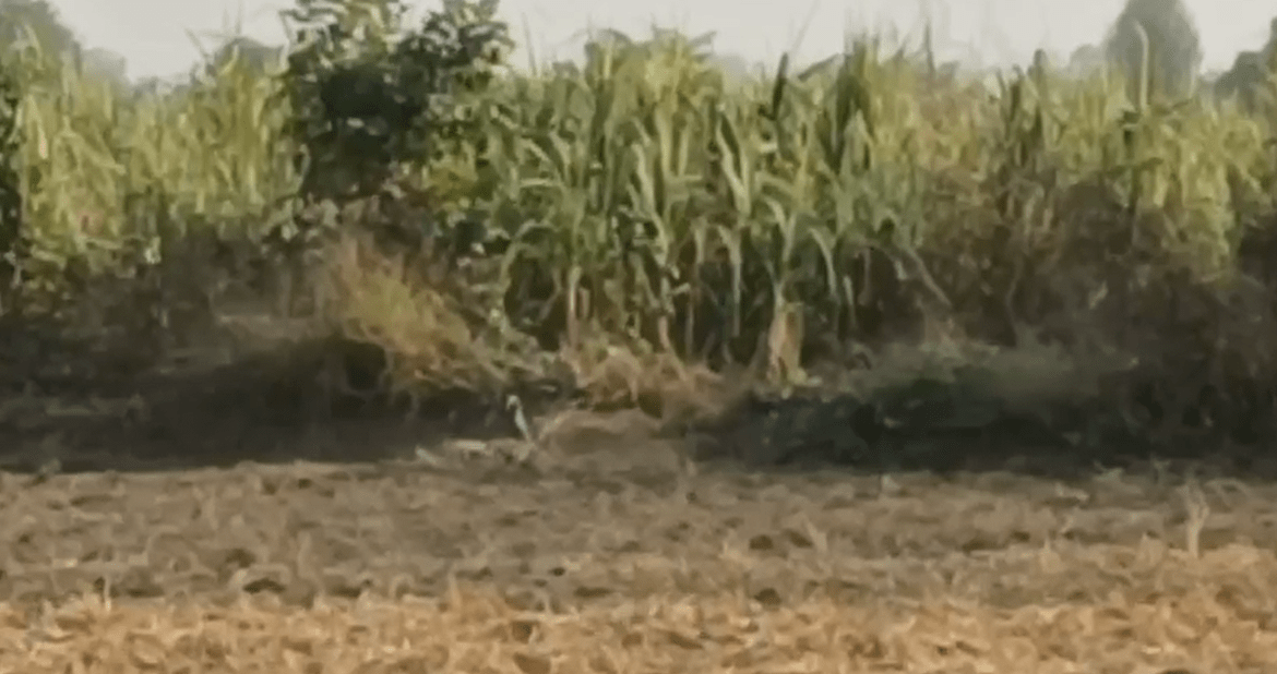 A leopard was found writhing in the fields in Hoshiarpur,