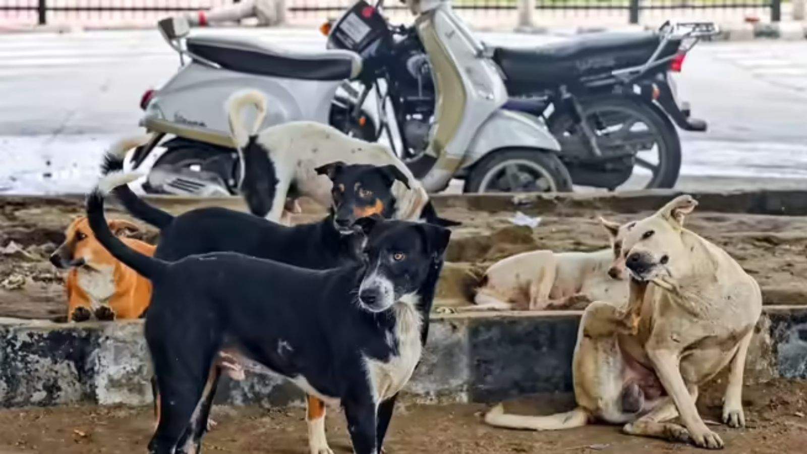 100 dogs poisoned to death in Telangana.