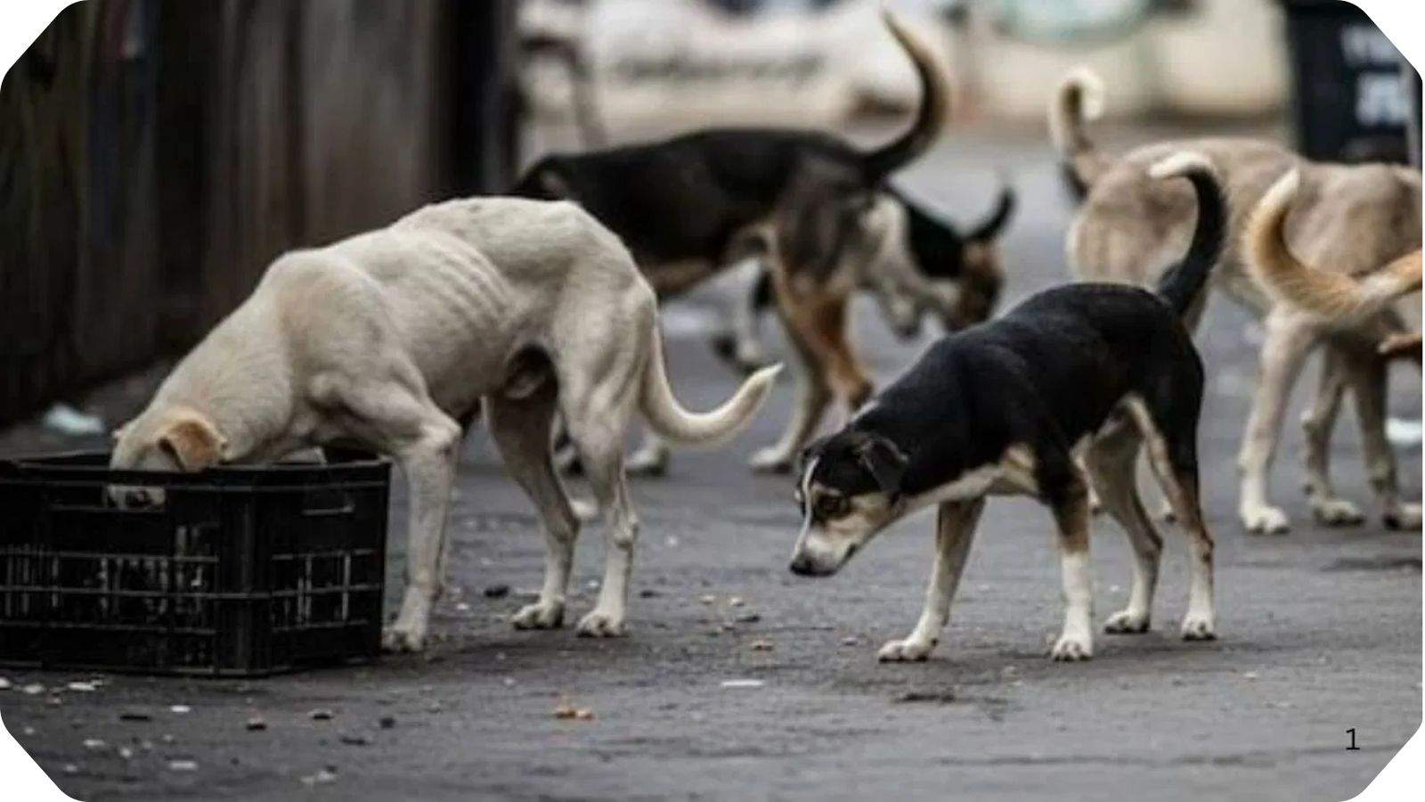 The Supreme Court takes a tough stance on stray dog ​​attacks