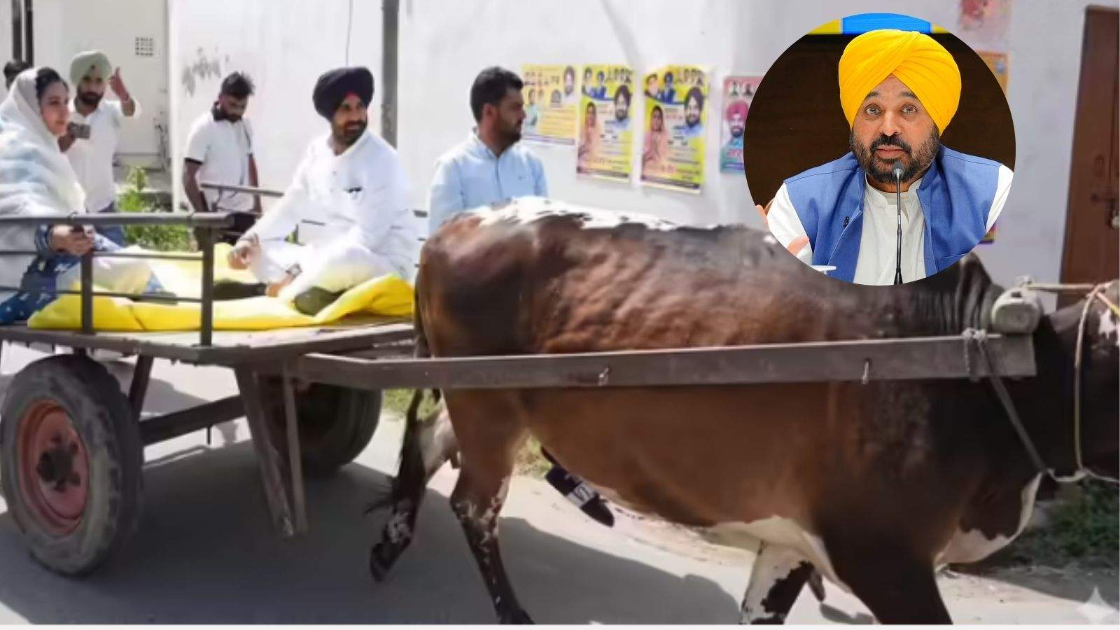 On reaching the polling station by bullock cart, Raja Vading was surrounded, CM Bhagwant Mann made a sharp taunt through poetry.
